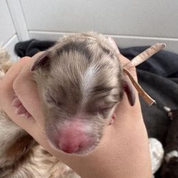 Apple - Red merle female Australian Shepherd puppy in Columbia Falls, Montana from Firefly Horse Co Wellness Retreat Center