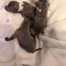 Italian Greyhound puppies from Amayz Italian Greyhounds