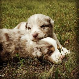 Australian Shepherd Puppies from AussieLand Shepherds