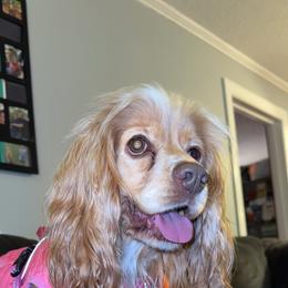 Bailey - Buff female Cocker Spaniel puppy in Ellenboro, North Carolina from Chantels Spaniels