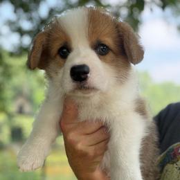 Sable Boy 2 - Sable male Pembroke Welsh Corgi puppy in Rochester, Indiana from Stacy’s Pembroke Welsh Corgis