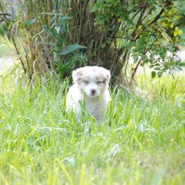 Australian Shepherd Puppies from Platinum Edition