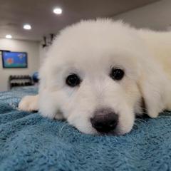 Aussiedoodle and Polish Tatra Sheepdog Puppies from Abbott Family Farm