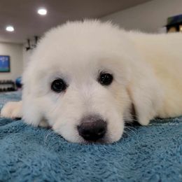 Aussiedoodle and Polish Tatra Sheepdog Puppies from Abbott Family Farm