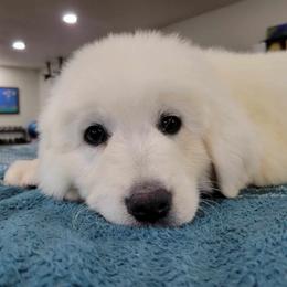 Aussiedoodle and Polish Tatra Sheepdog Puppies from Abbott Family Farm