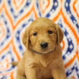 Golden Retriever Puppies from A&W Goldens