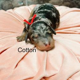 Cotton - Merle female Goldendoodle puppy in Pasco, Washington from Camp Doodle Woods