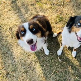 Australian Shepherd, Miniature Australian Shepherd, and Toy Australian Shepherd Puppies from V5 Mini Aussies