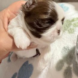 Comet - Liver and white male Shih Tzu puppy in Hanford, California from MeMaw Shih Tzus