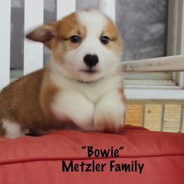 Pembroke Welsh Corgi Puppies from Tri-Star Stock Farm