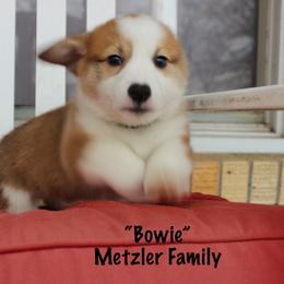 Pembroke Welsh Corgi Puppies from Tri-Star Stock Farm