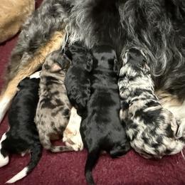 Aussiedoodle puppies from Blue Eyes Aussies