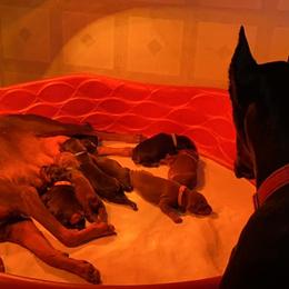 Doberman Pinscher Puppies from Jensen Dobermans