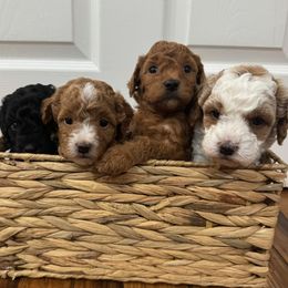 Poodle puppies from Paige Wagenmaker