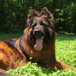 Corshkah vom Zuflucht - German Shepherd