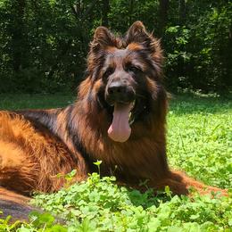 Corshkah vom Zuflucht - German Shepherd