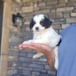 Anna - Tri-color female Cavapoo puppy in Apple Creek, Ohio from Grandeur Valley Puppies