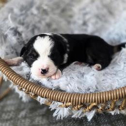 Cashew - Black tri female Miniature Australian Shepherd puppy in Killen, Alabama from Wilkers Wholehearted Mini Aussies