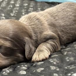 Blue and cream - Blue and cream male Dachshund puppy in Crestview, Florida from Neverending Dachies