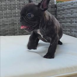 Evander - Brindle male French Bulldog puppy in Polk City, Florida from Best Friend Frenchies, LLC