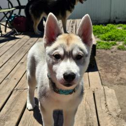 Flareon - Gray and white female Siberian Husky puppy in Le Sueur, Minnesota from Tevana Siberians LLC