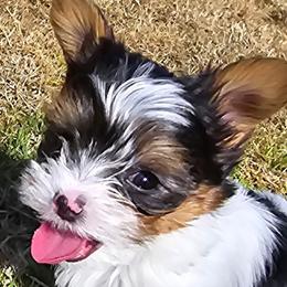 Yorkshire Terriers from Denny Farms Yorkies