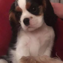 Cavalier King Charles Spaniels and Cavatzus from Amy’s Puppy Tzu