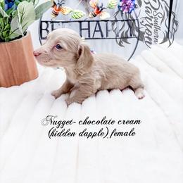 Nugget - Cream female Dachshund puppy in Prairieville, Louisiana from Southern Barron Danes & Dachshunds