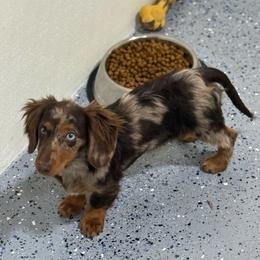 Charlie - Dachshund