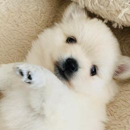French Bulldogs and Pomeranians from Legendary French Bulldogs