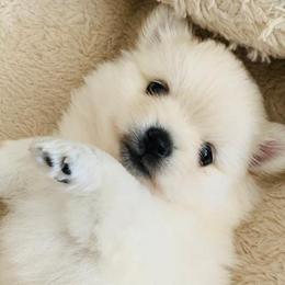 French Bulldogs and Pomeranians from Legendary French Bulldogs