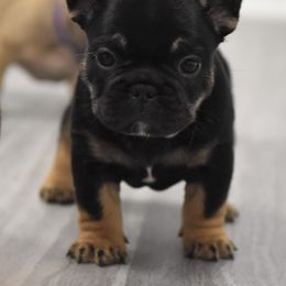 French Bulldog Puppies from Bullish Pride