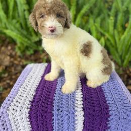 Gravy - Parti male Goldendoodle puppy in Atlantic Beach, Florida from Glamorous Golden Doodles