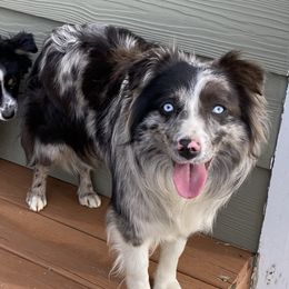 Demi - Miniature Australian Shepherd