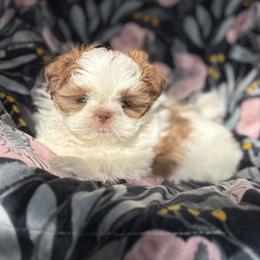 Hercules (AKC) - Tricolor male Shih Tzu puppy in Las Vegas, Nevada from Vegas Shih Tzus