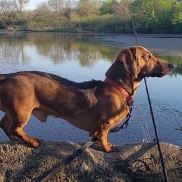 Ricky - Dachshund