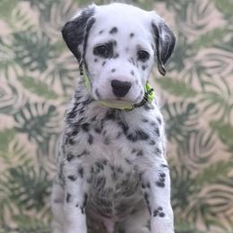 Allen Grant -Green collar - White and black male Dalmatian puppy in Whitwell, Tennessee from Rock a Dalmatian “RockADal”