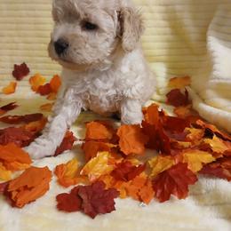 Dustin - Apricot male Poodle puppy in Blanch, North Carolina from Faithful Hearts Kennel