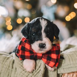 Green Boy - Black and white male Bernedoodle puppy in Mckinney, Texas from Doodles of North Tx