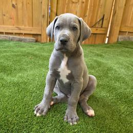 Bentley - Blue male Great Dane puppy in Kannapolis, North Carolina from Carolina Great Danes & Toy Poodles