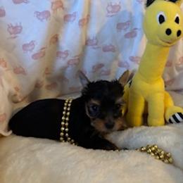 Yorkshire Terrier Puppies from Fox Ridge Kennels