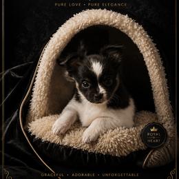 Stitch - Black and white male Chihuahua puppy in Beverly Hills, Florida from Angelique Dalley