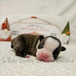 Morpheus - Brindle and white male Boston Terrier puppy in Mulberry, Arkansas from White Valley Boston Terriers