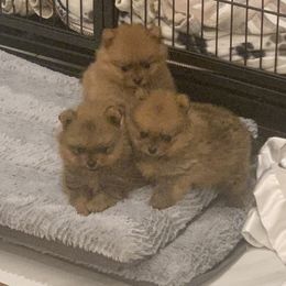 Pomeranian Puppies from Halo Poms