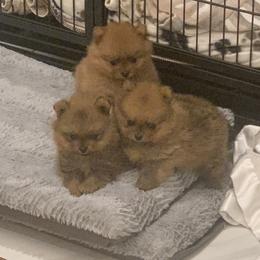 Pomeranian Puppies from Halo Poms