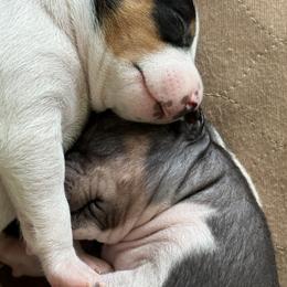 Rat Terrier Puppies from Kelly’s Ratters