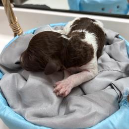Chocolate Parti girl - Chocolate female Double Doodle puppy in Yoakum, Texas from The Scott’s Dood Ranch