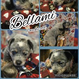 Bellami - Blue mottled female Australian Cattle Dog puppy in Fife Lake, Michigan from Kurczak Farm LLC