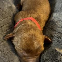 Boy 1 - Double Doodle puppy in Rancho Cordova, California from Funny Farm Doodles