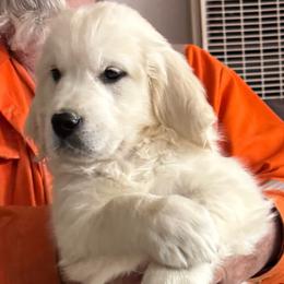 Rudolph - Light golden male Golden Retriever puppy in Lake Hughes, California from Golden Hills Retrievers